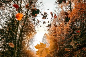 The Etymology of ‘Default’, or a “Fall From Grace”